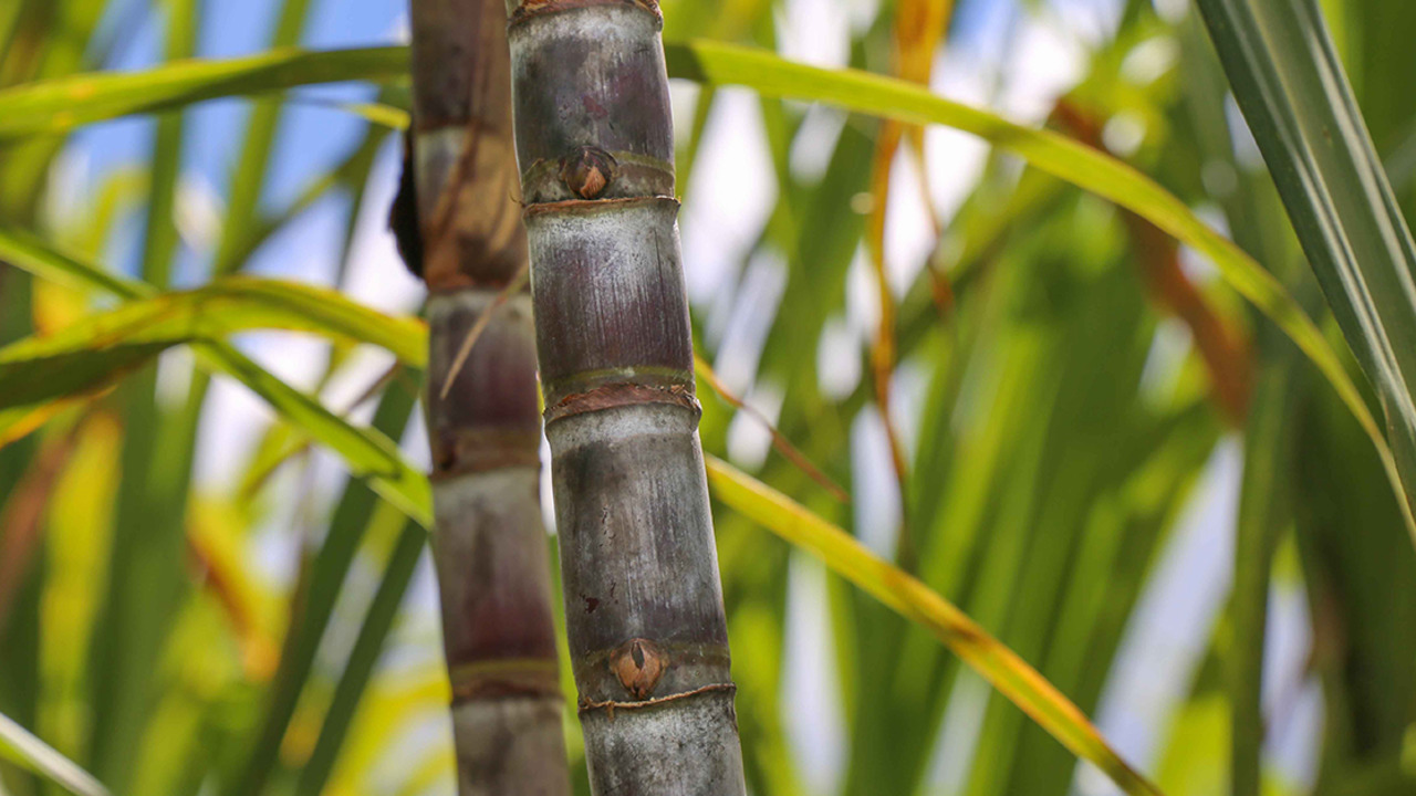 Pharmaceutical sweeteners