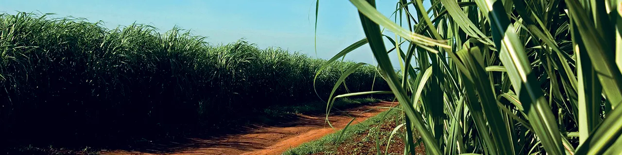 Florida Crystals® Banner